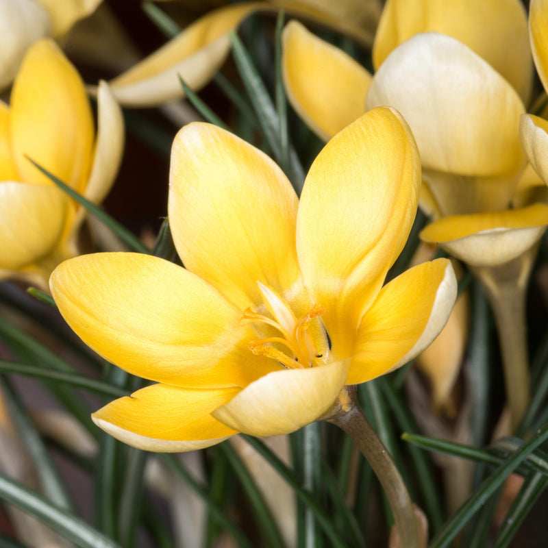 Crocus Chrysanthus Goldilocks