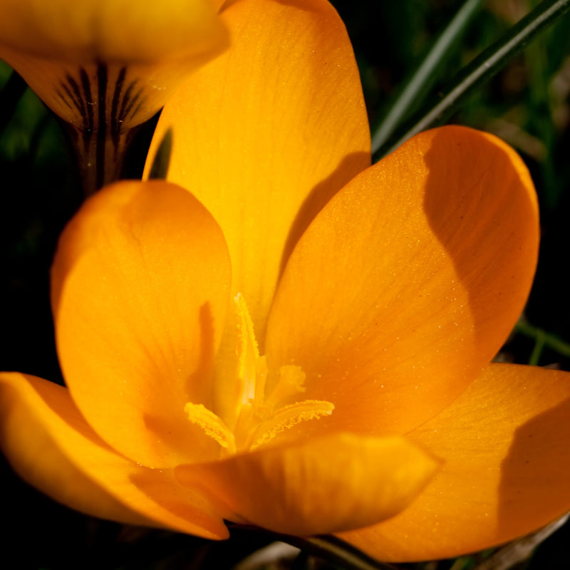 Crocus Chrysanthus Orange Monarch