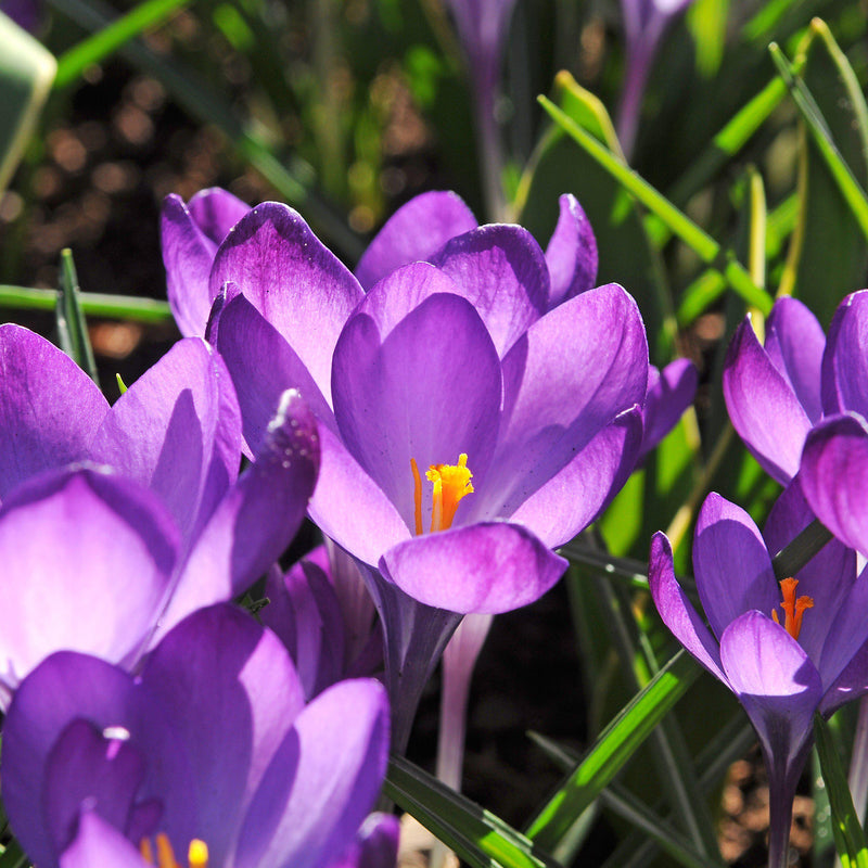 Crocus vernus Flower Record