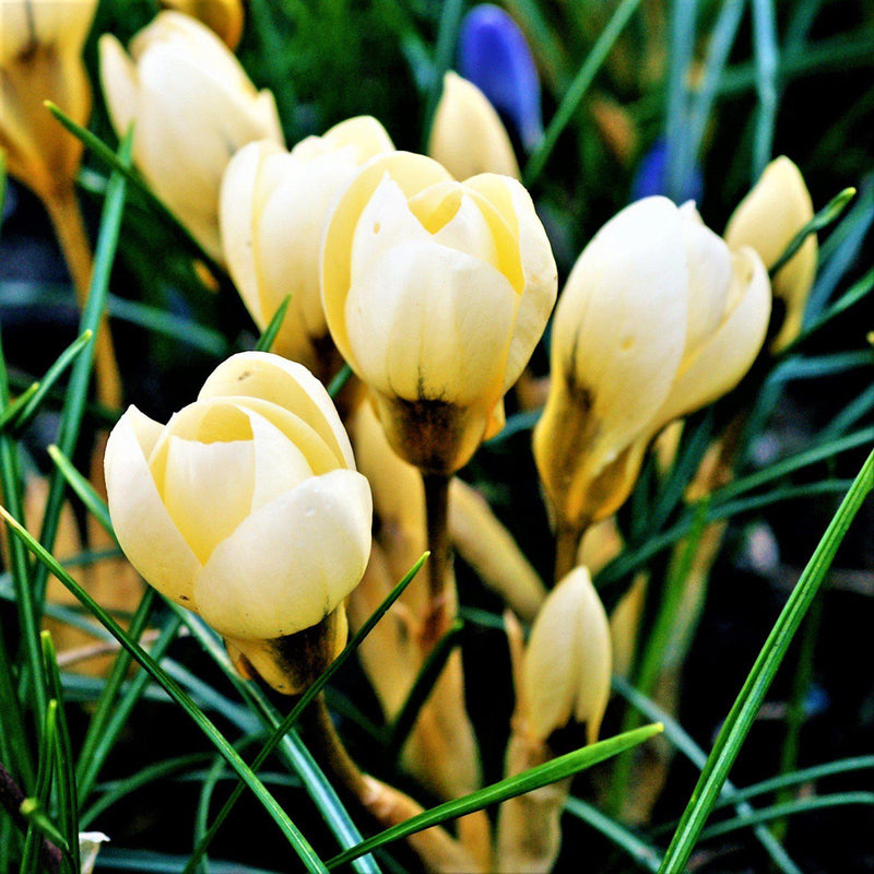 Crocus Chrysanthus Cream Beauty (Fragrant)