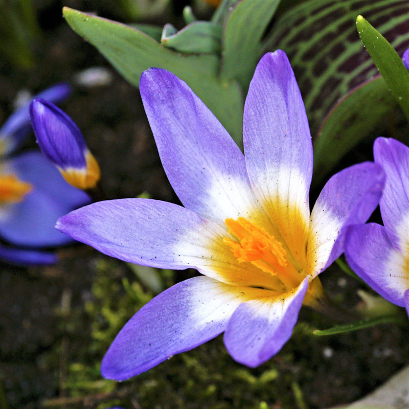 Crocus Tri Color