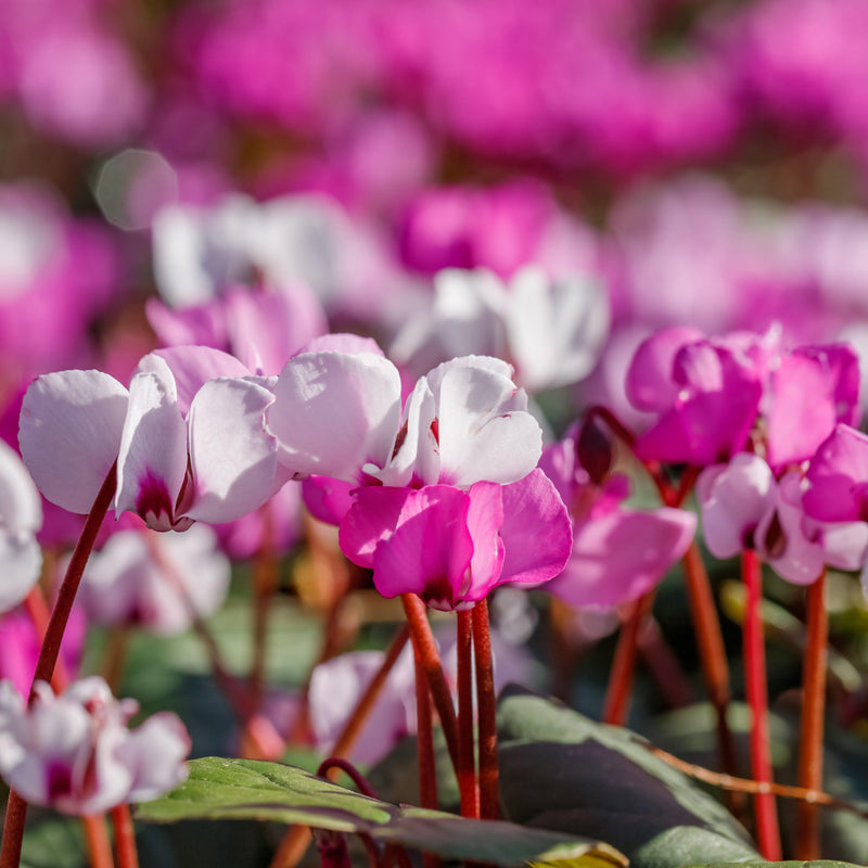 Cyclamen Angel Flutter Mix