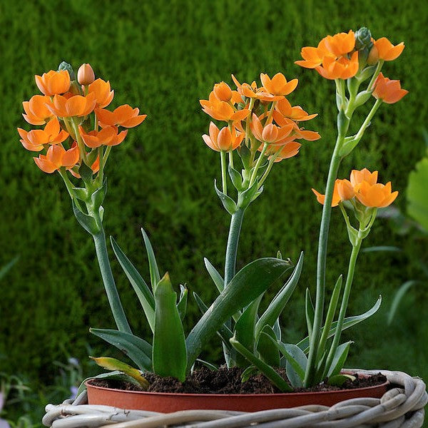 Ornithogalum Dubium Orange Cream