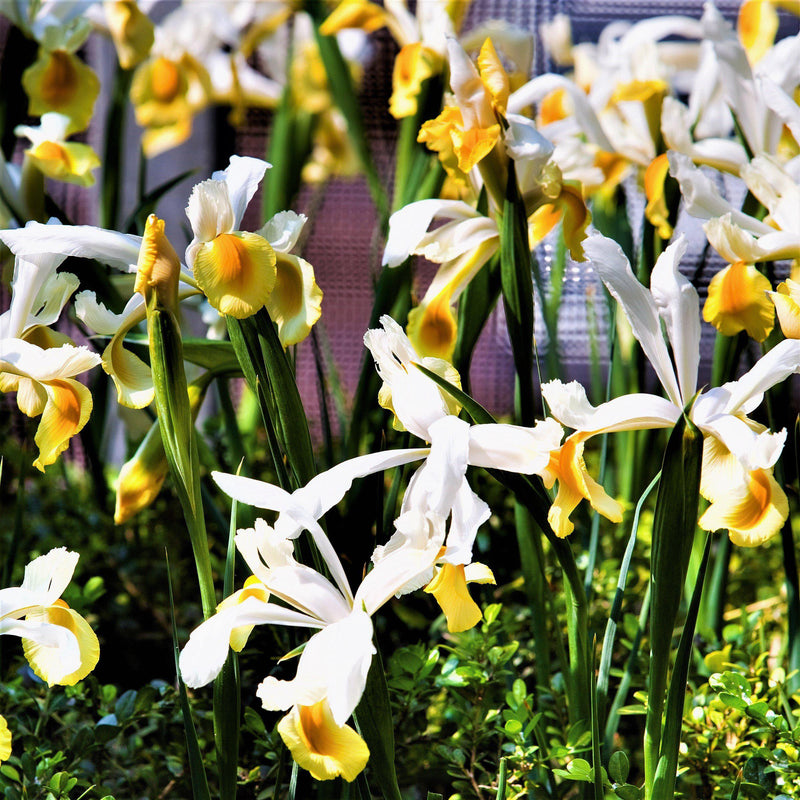 Dutch Iris Apollo