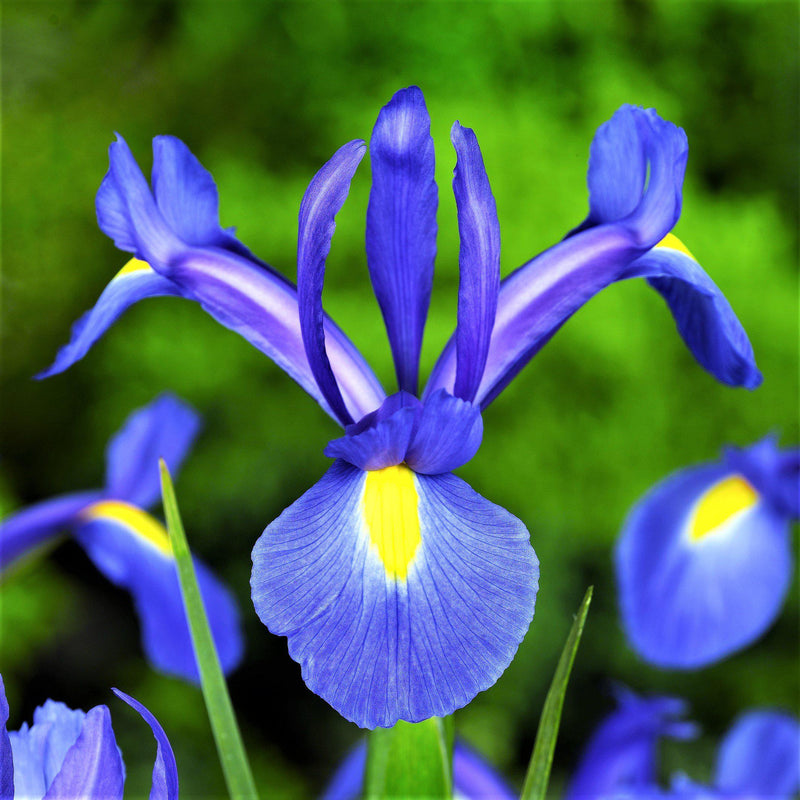 Dutch Iris Blue Diamond