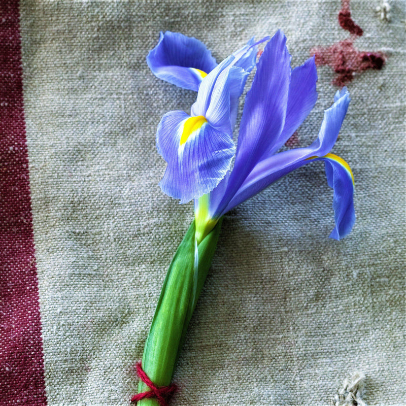 Dutch Iris Blue Diamond