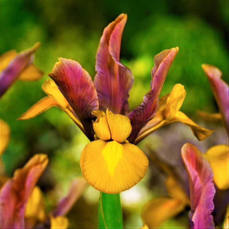 Dutch Iris Bronze Beauty