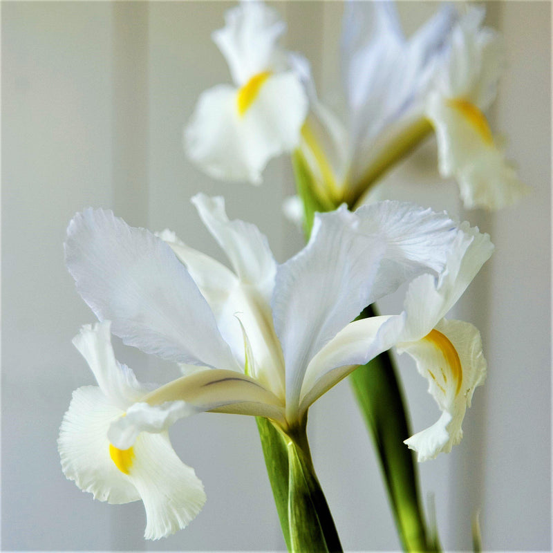 Dutch Iris Casa Blanca