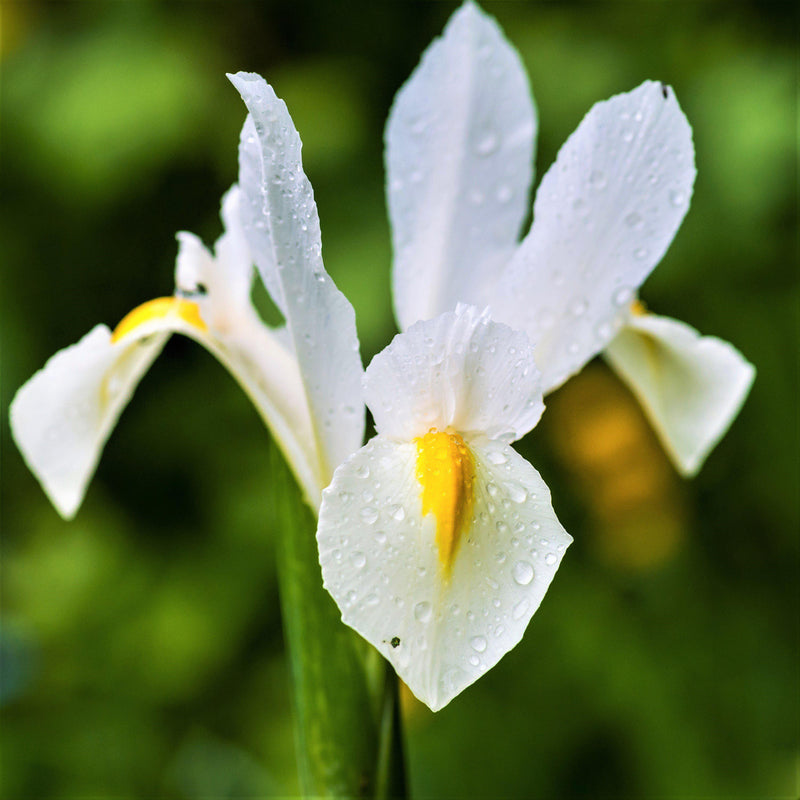 Dutch Iris Casa Blanca