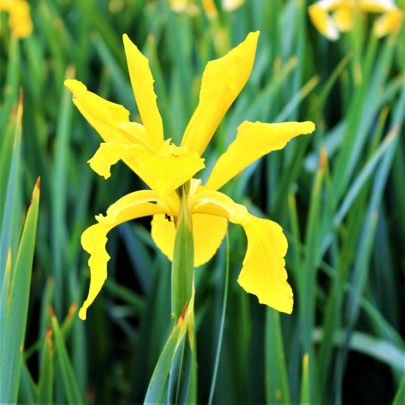 Dutch Iris Golden Giant