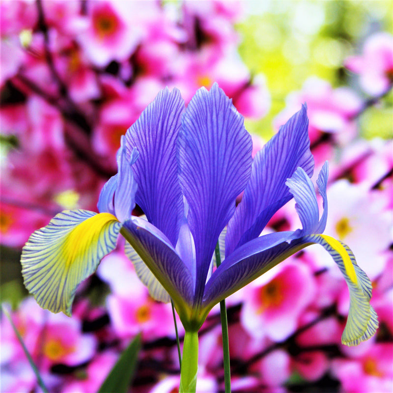 Dutch Iris Mystic Beauty