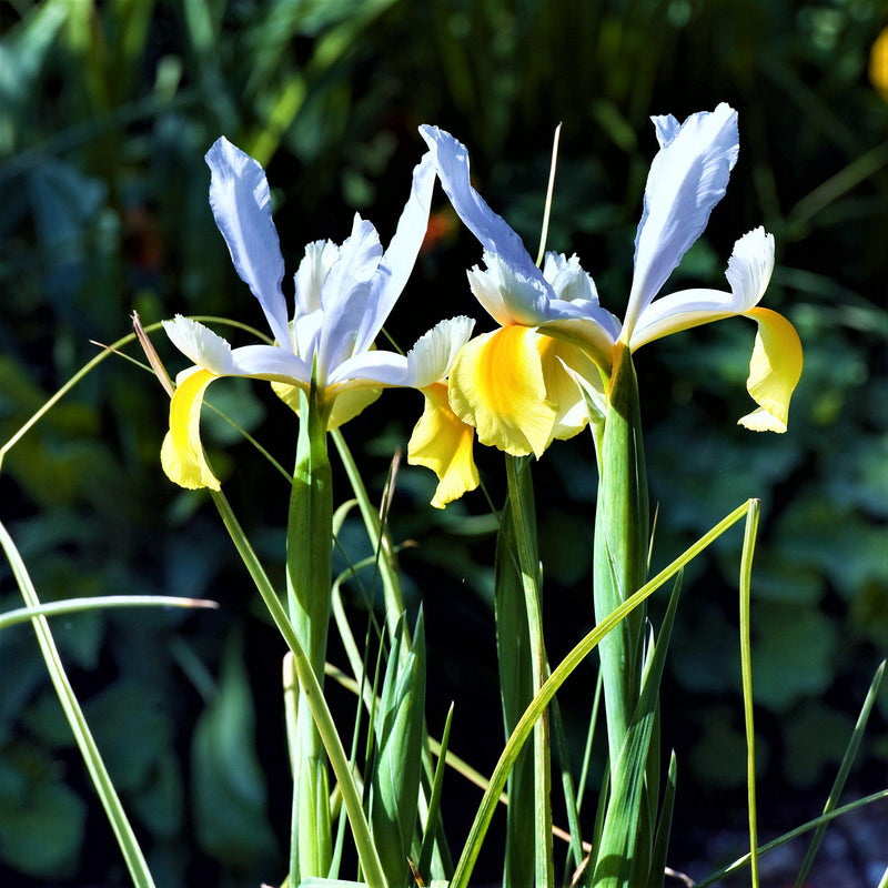 Dutch Iris Oriental Beauty