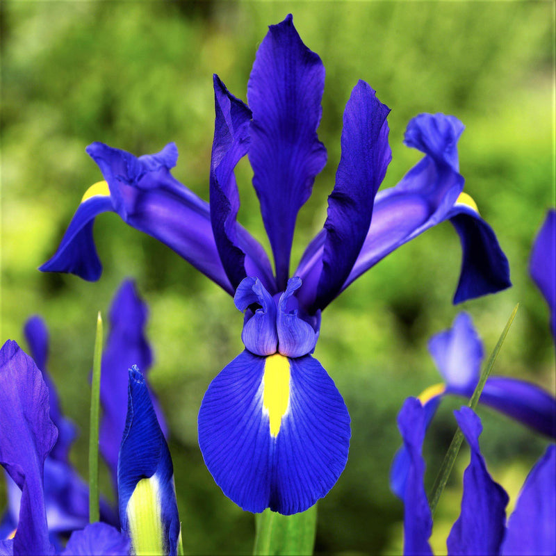 Dutch Iris Telstar