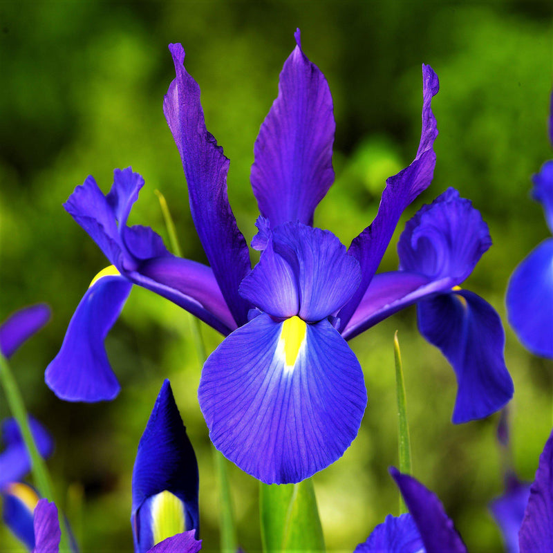 Dutch Iris Telstar