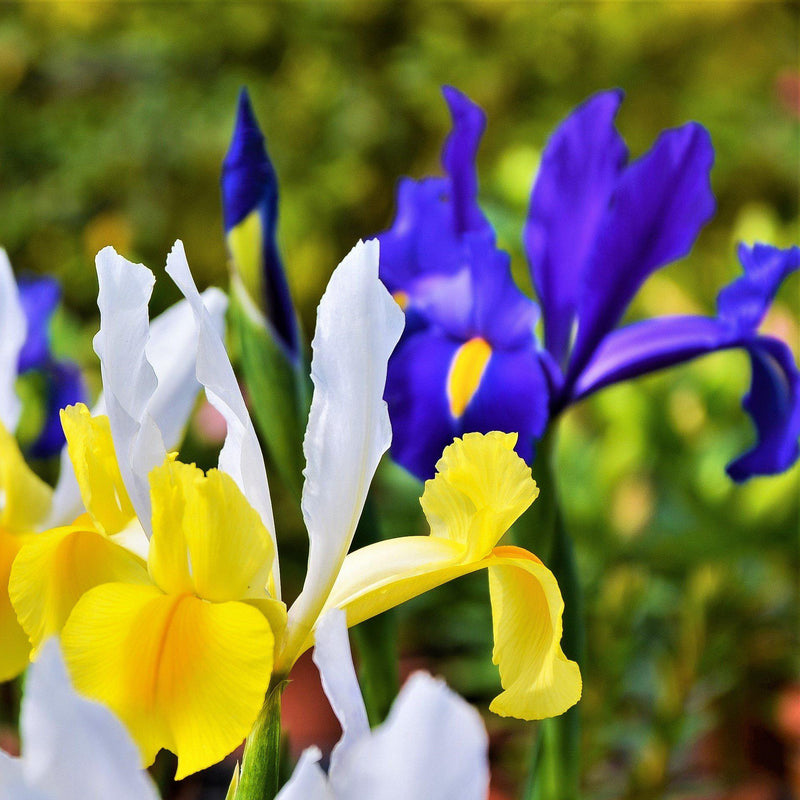 Dutch Iris Spring Royalty Mix