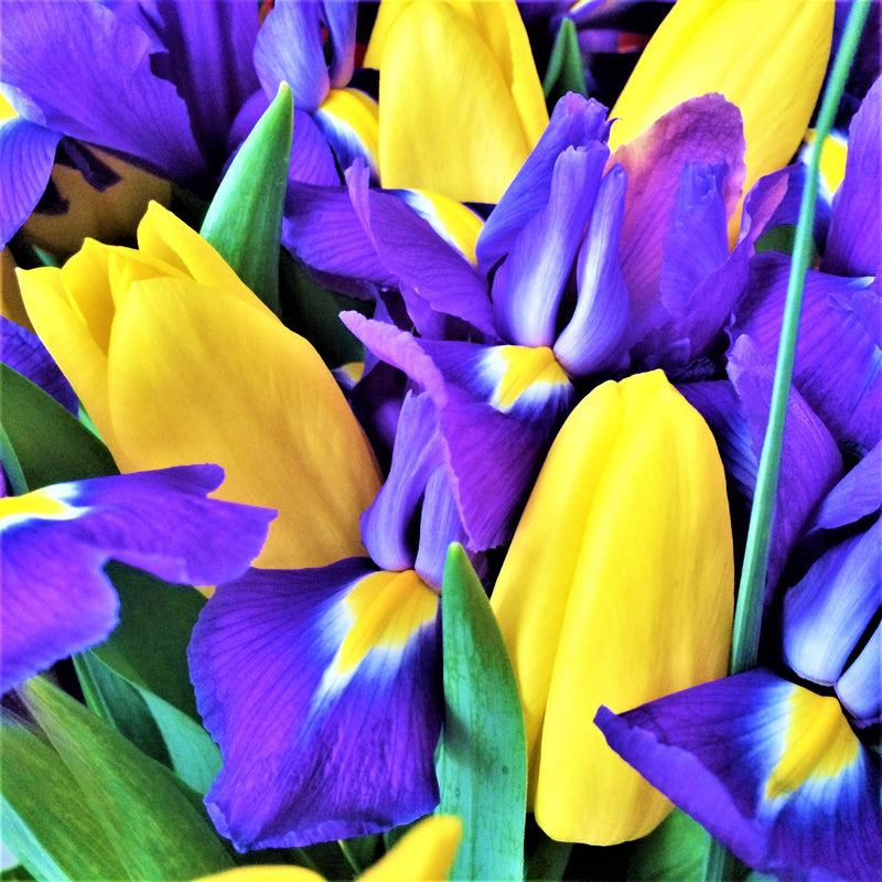 Imperial Bouquet Blend - Tulip & Dutch Iris