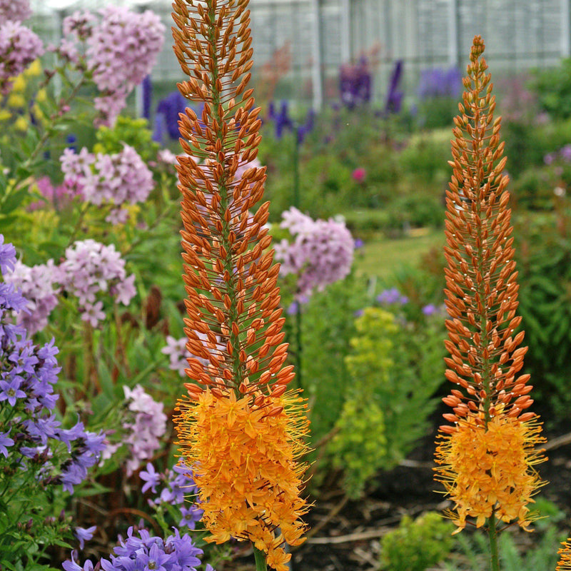 Eremurus Rexona