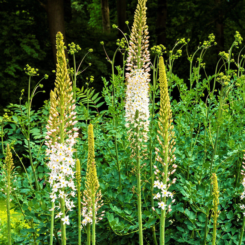 Eremurus Robustus