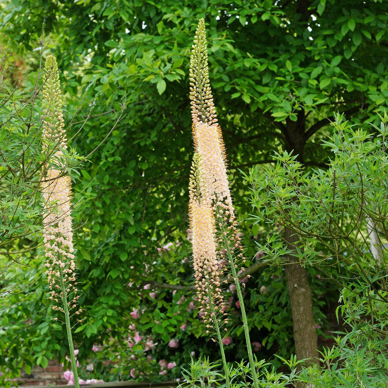 Eremurus Romance