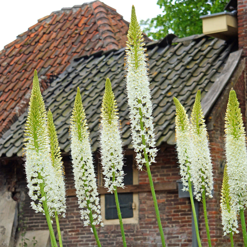 Eremurus White Beauty Favorite