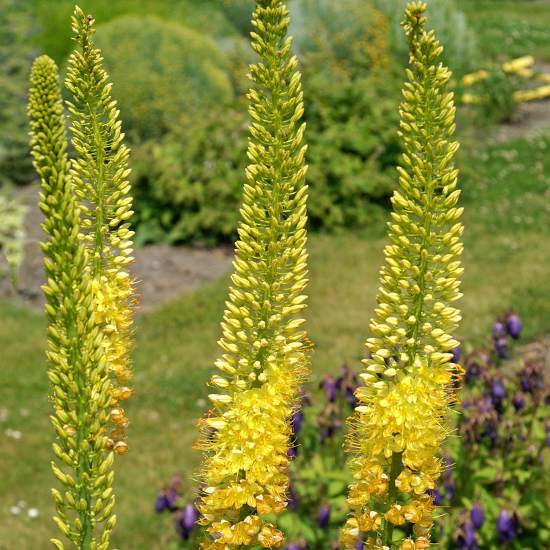 Eremurus Stenophyllus Bungei