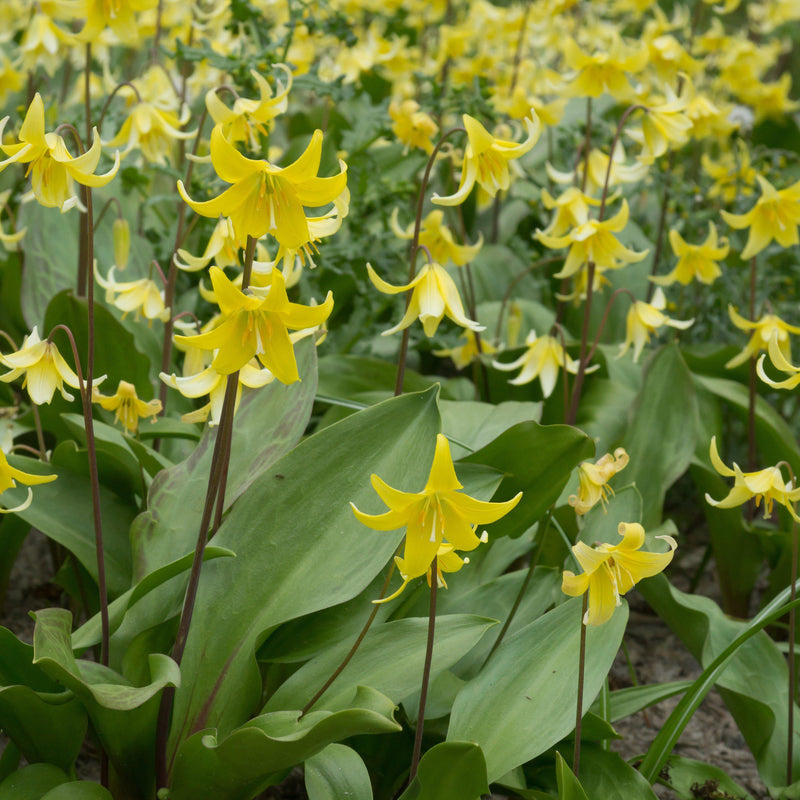 Erythronium Pagoda (Dog Tooth Violet)