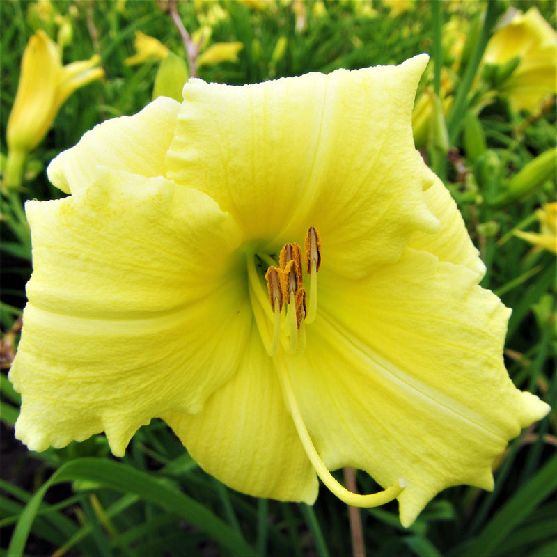 Daylily Fragrant Returns