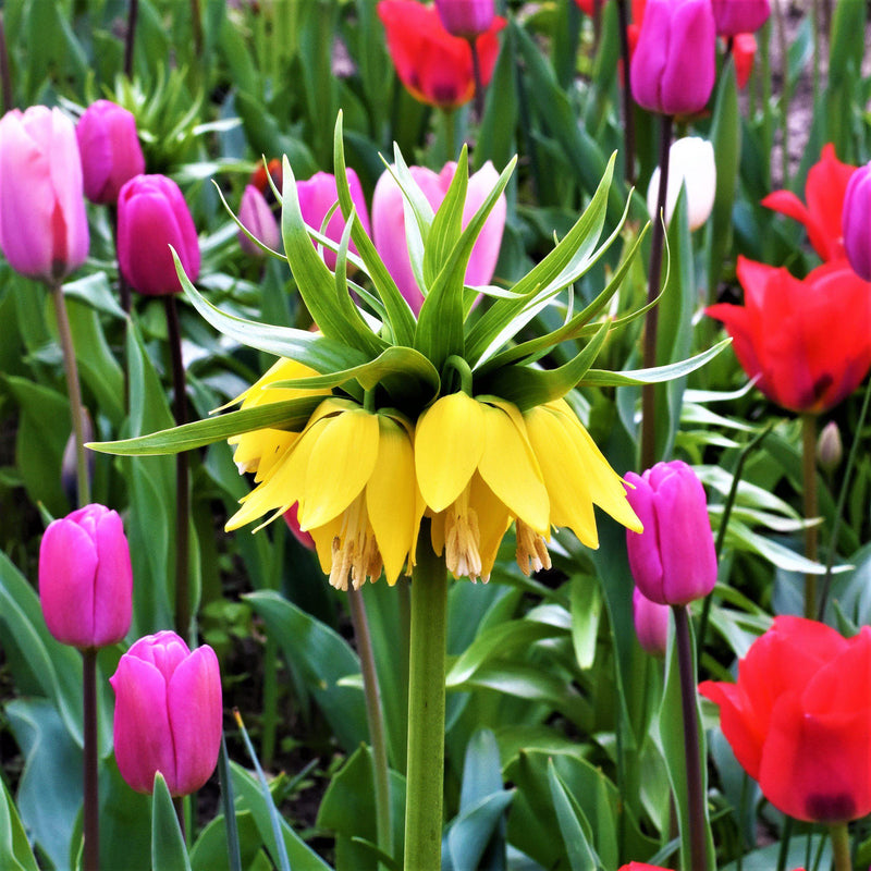 Fritillaria Crown Imperial Yellow