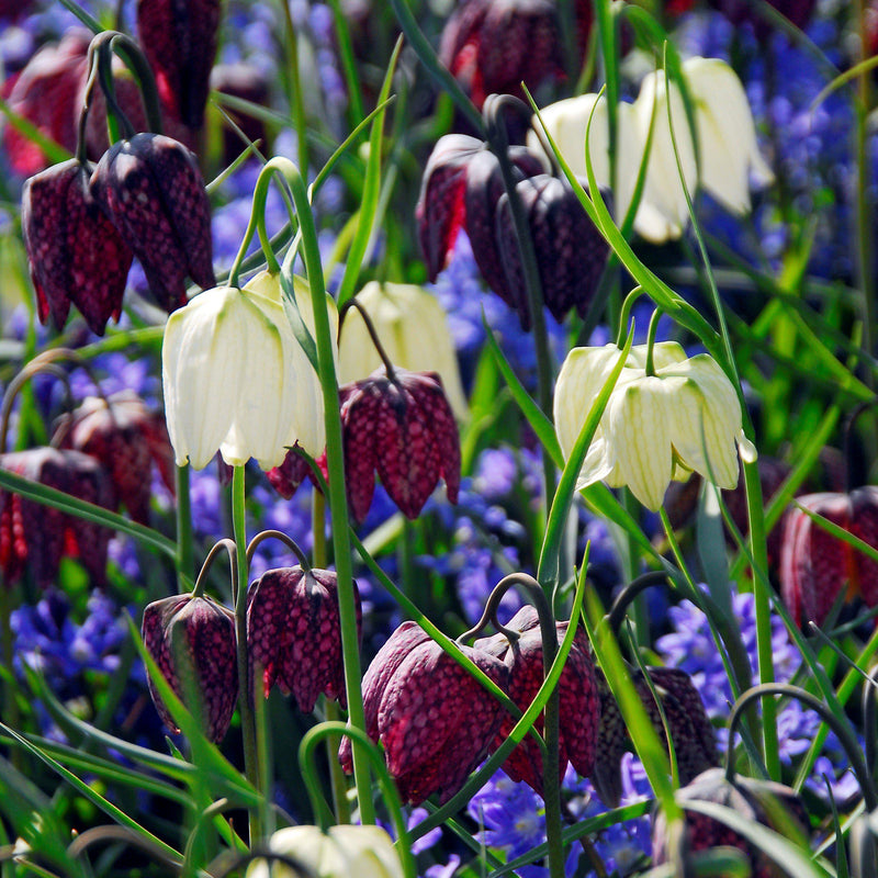 Fritillaria Checkmate Mix