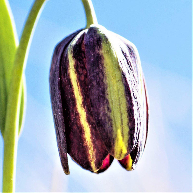 Fritillaria Graeca