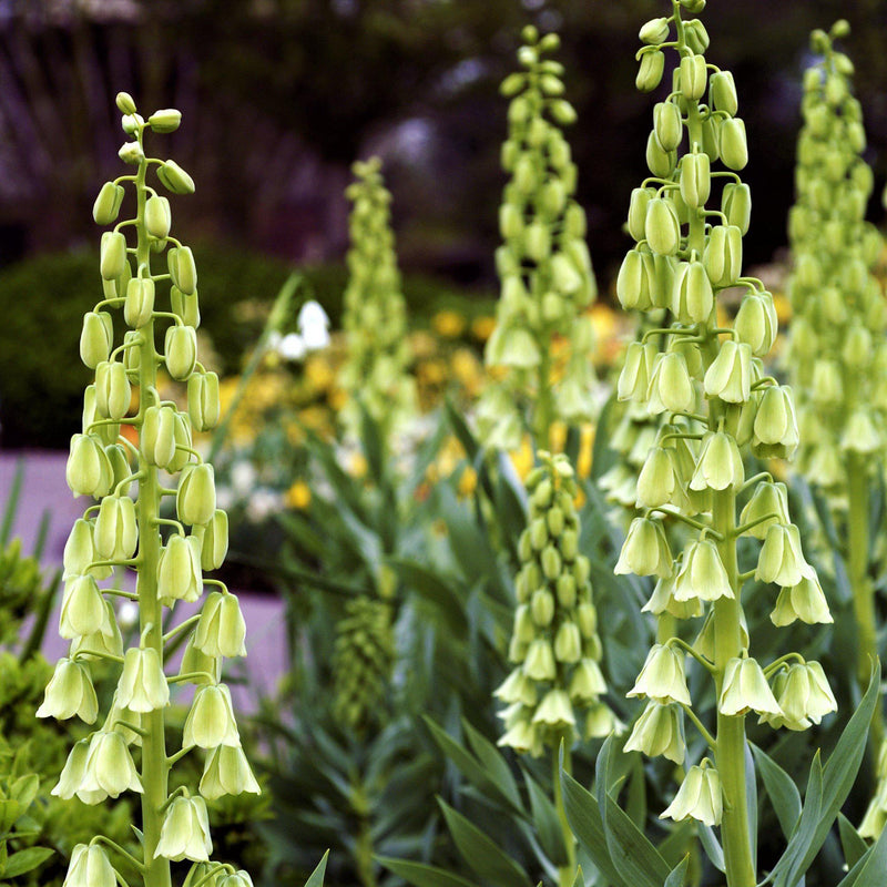 Fritillaria Persica Alba