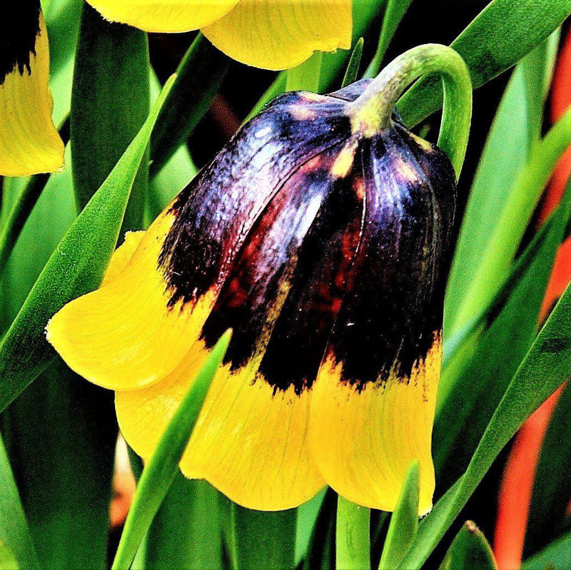 Fritillaria Purple Bell Michailovskyi