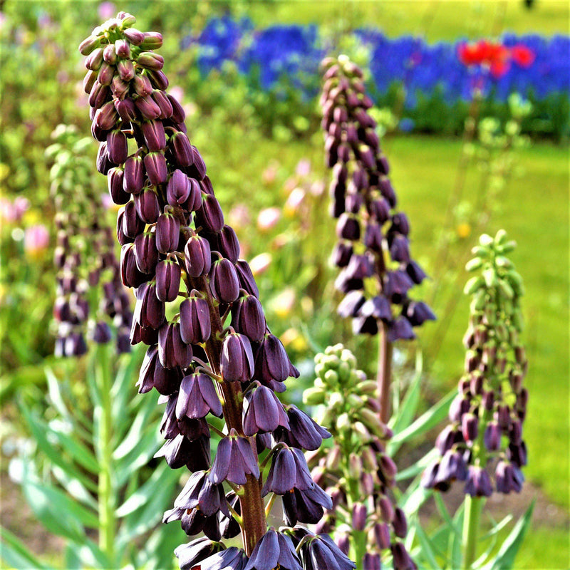 Fritillaria Persica Plum Bells