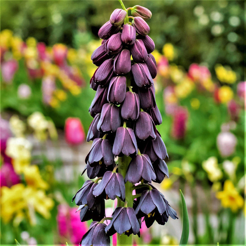 Fritillaria Persica Plum Bells