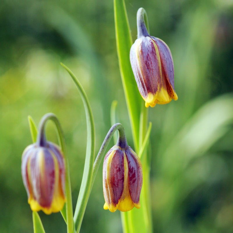 Fritillaria Uva Vulips