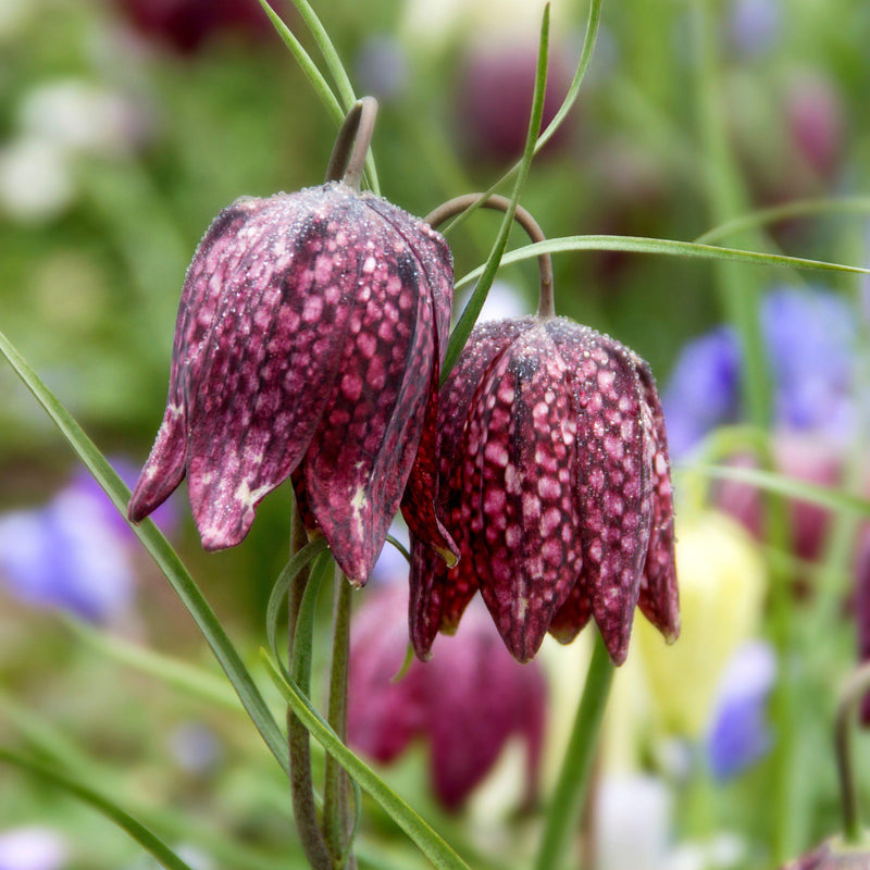 Fritillaria Checkered Lily Meleagris