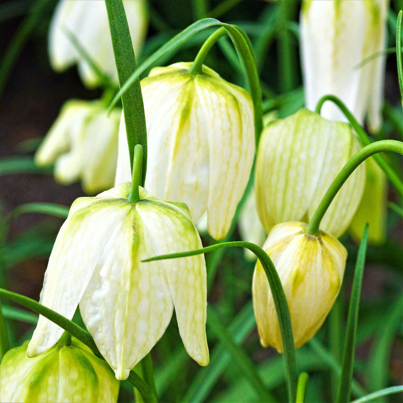 Fritillaria Checkered Lily Meleagris White