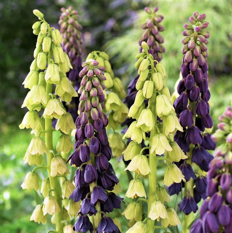 Fritillaria Persica Belltower Collection