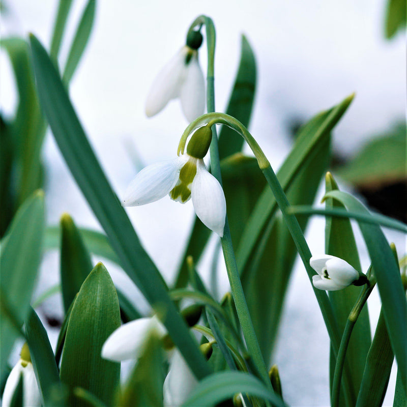 Galanthus Giant Snowdrop 'Elwesii'