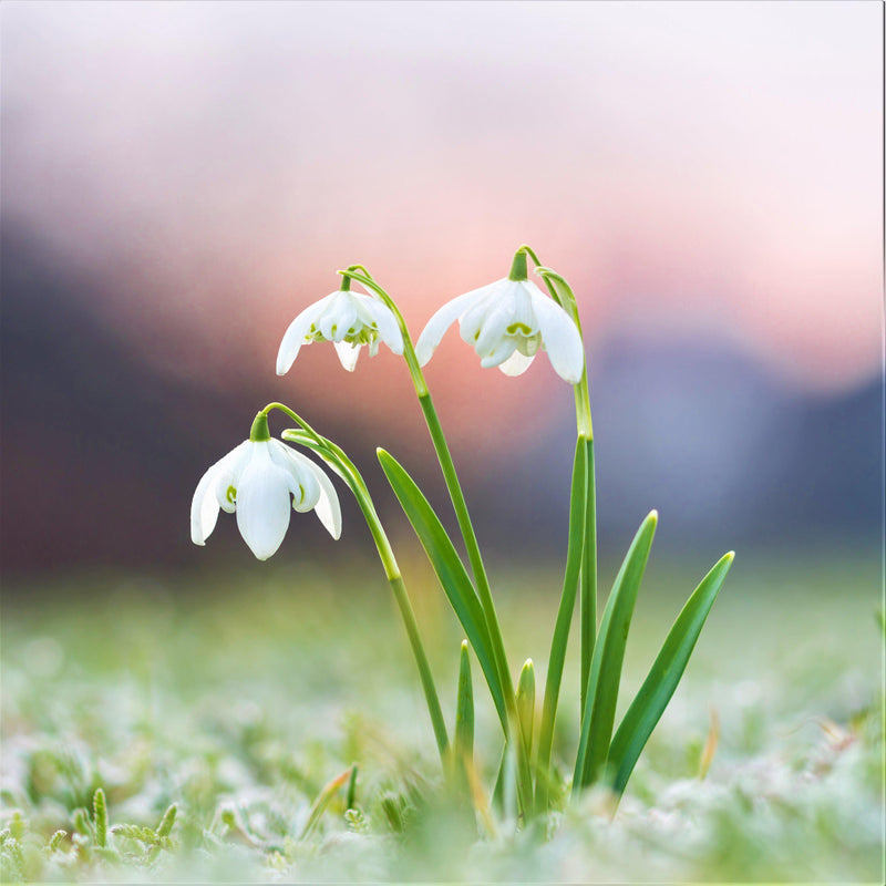 Galanthus Double Snowdrop 'Flore Pleno'