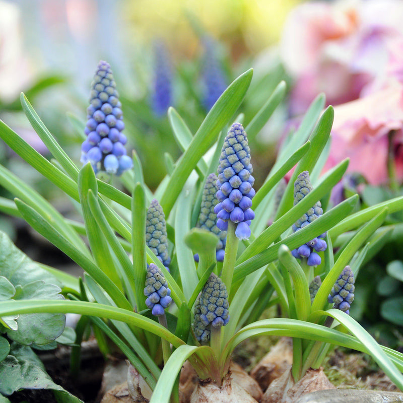 Grape Hyacinth Blue