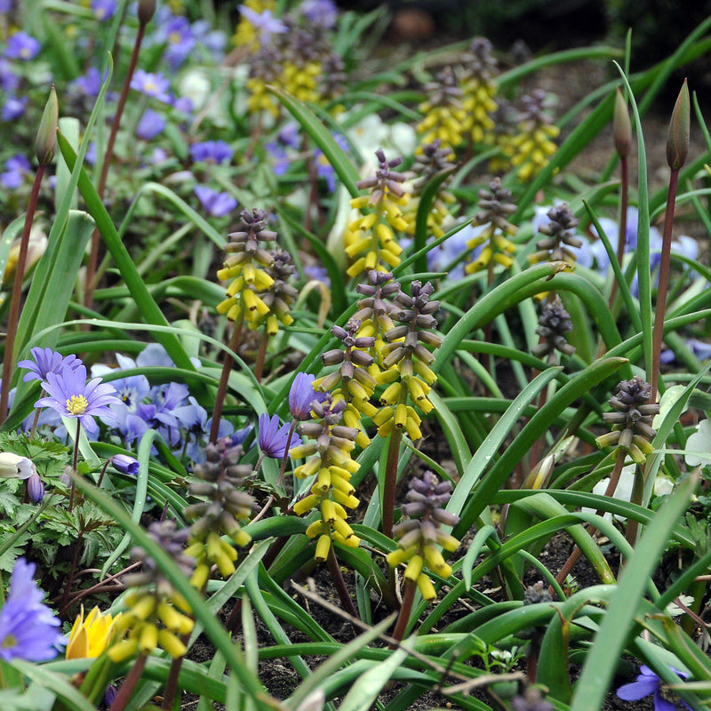 Grape Hyacinth Golden Fragrance