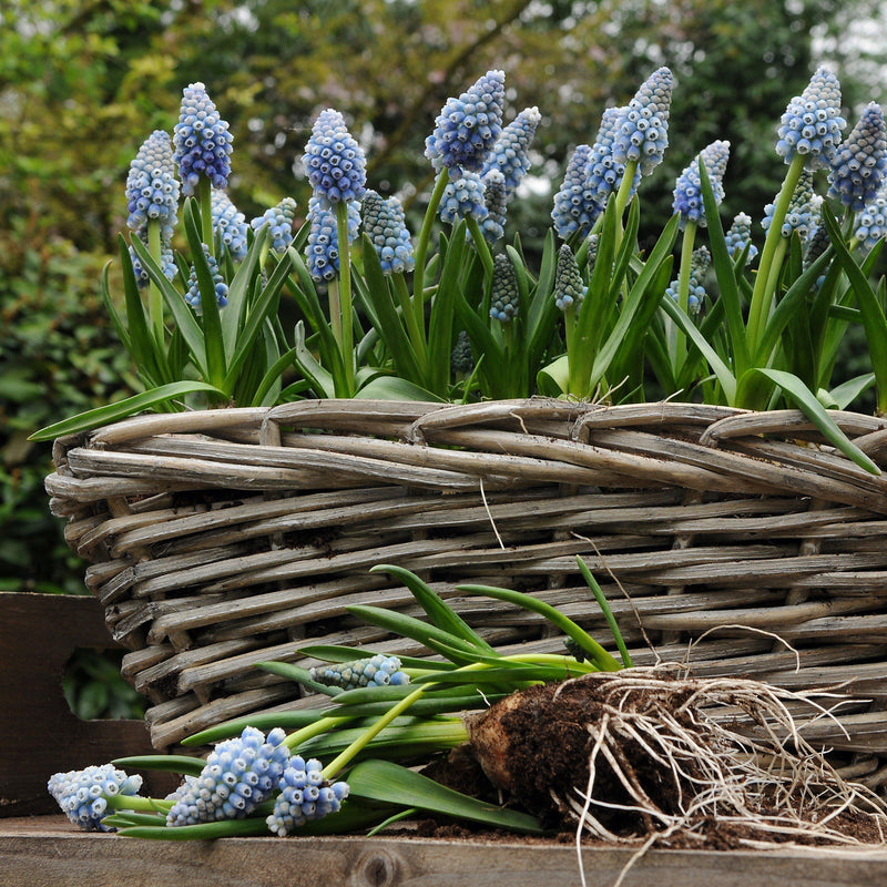 Grape Hyacinth Ocean Magic