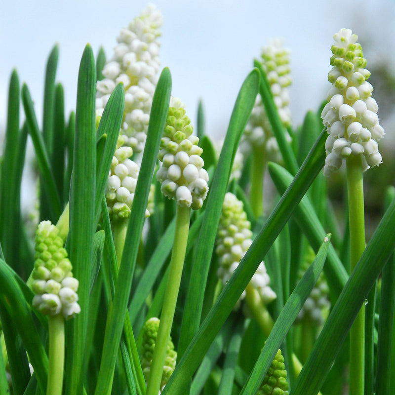 Grape Hyacinth White