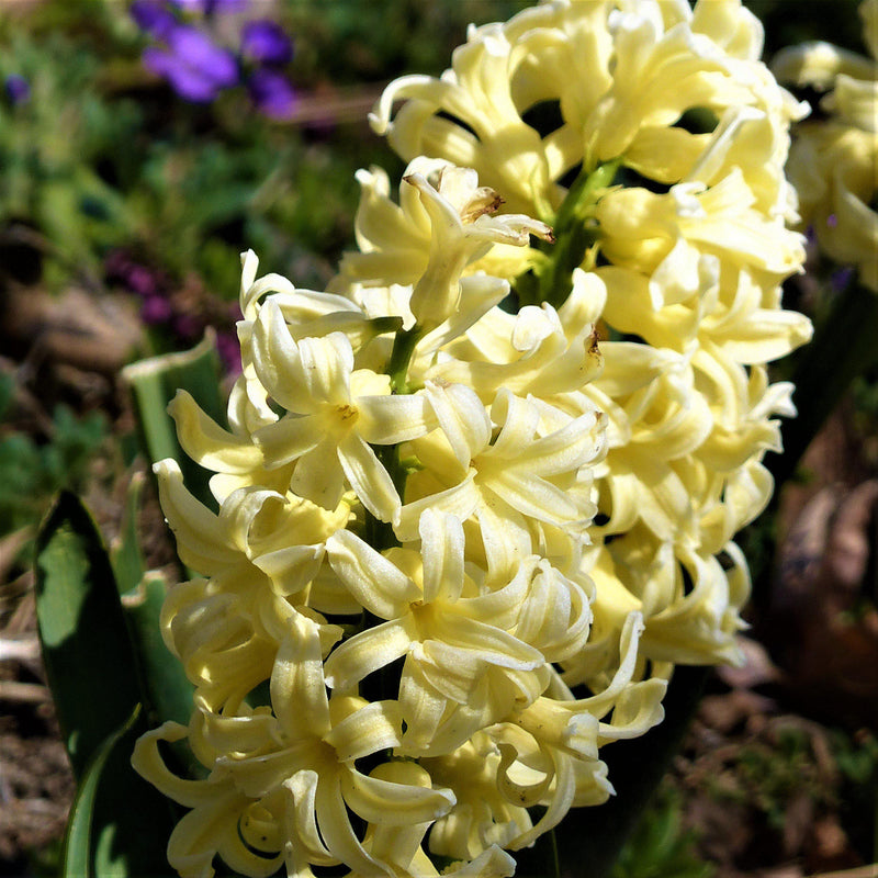 Hyacinth City of Harlem