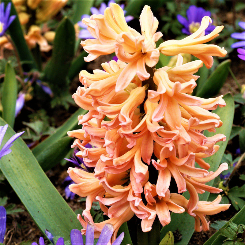 Hyacinth Gypsy Queen