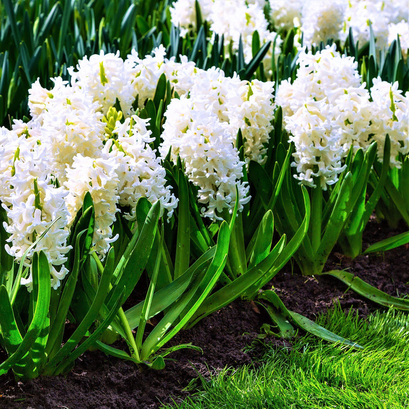 Hyacinth White Pearl