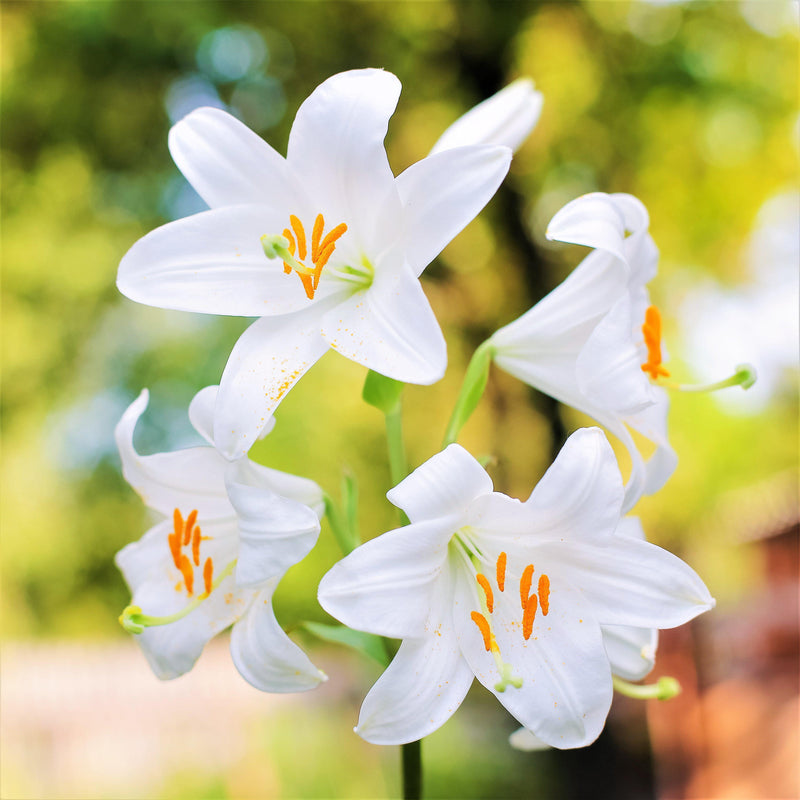 Lilium Candidum Madonna Lily (Fragrant)