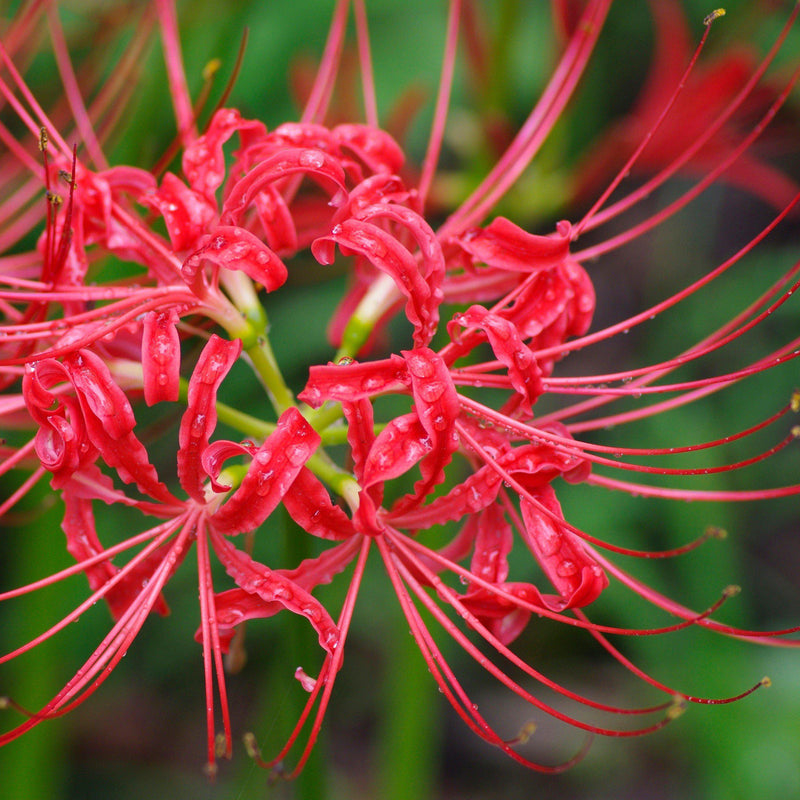 Lycoris Red 'Radiata'