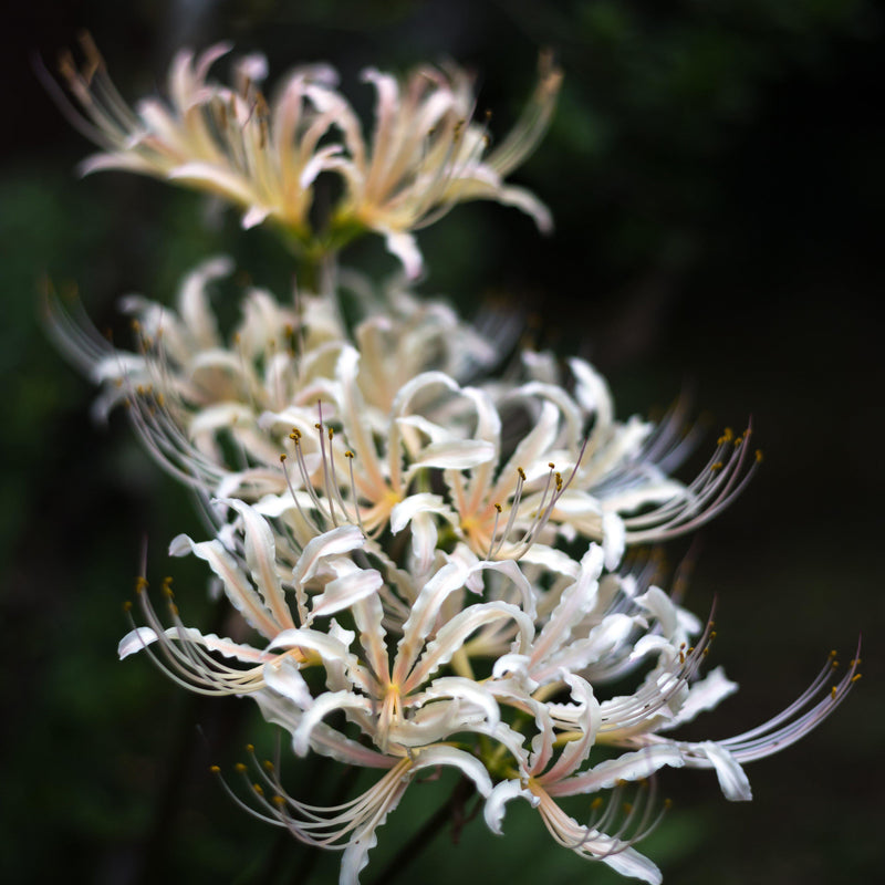 Lycoris White 'Albiflora'